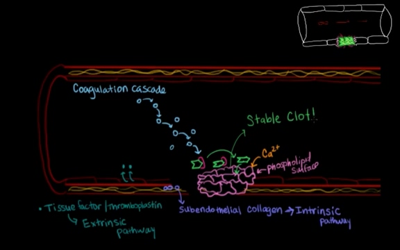 Secondary hemostasis-Mimosa